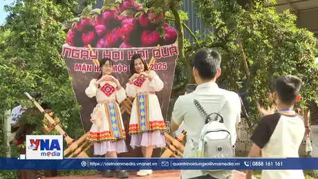 Hấp dẫn ngày hội hái quả mận hậu trên cao nguyên Mộc Châu