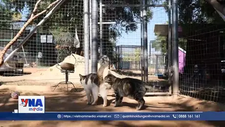 Mùa đông không lạnh của mèo hoang