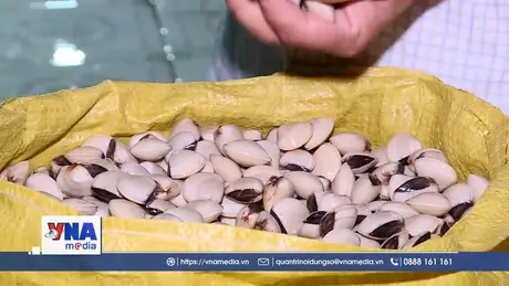 Vùng ngao Kim Sơn được mùa, được giá