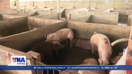 Kiểm tra, xác minh hình ảnh heo bị nhiễm bệnh lan truyền trên mạng xã hội