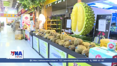 Sầu riêng Việt Nam ngày càng được ưa chuộng tại Trung Quốc