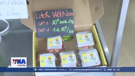 Vải thiều Việt Nam mùa 2025 có mặt tại thị trường Pháp