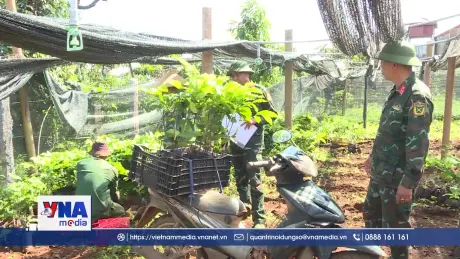 Bộ đội hỗ trợ nông dân cải tạo, canh tác cà phê