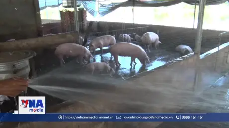 Chấn chỉnh công tác kiểm soát giết mổ động vật, bảo đảm an toàn thực phẩm