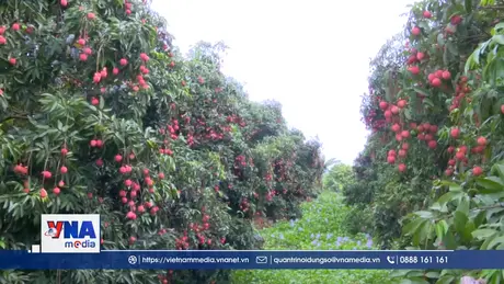 Vải trứng Hưng Yên được mùa, được giá