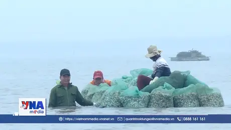 Mùa ngao Kim Sơn, Ninh Bình