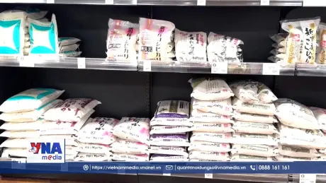 Nhật Bản cân nhắc nhập khẩu gạo khẩn cấp