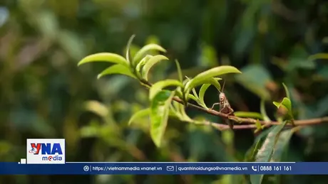 Giữ gìn hương vị chè Suối Giàng