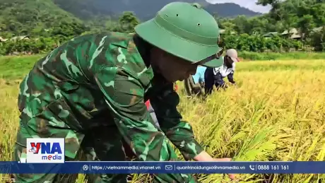 Bộ đội Biên phòng hỗ trợ đồng bào thu hoạch lúa