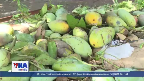 Nông dân điêu đứng vì xoài “rớt” giá thảm hại