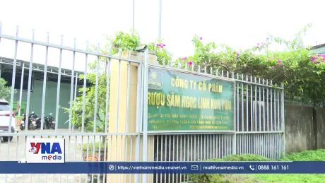 Đình chỉ mã số vùng trồng sâm Ngọc Linh được cấp sai quy định