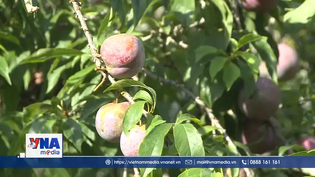 Mùa mận chín trên Cao nguyên trắng Bắc Hà