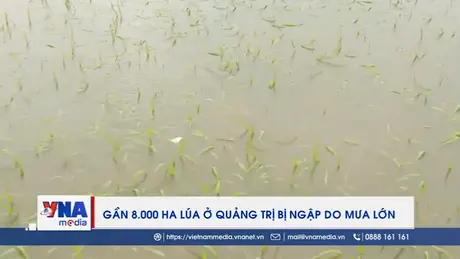 Gần 8.000 ha lúa ở Quảng Trị bị ngập do mưa lớn