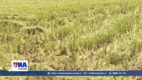 Nông dân Thái Bình khẩn trương thu hoạch lúa xuân