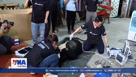 Tiếp tục cứu hộ cá thể gấu sau 20 năm bị nuôi nhốt tại Hải Phòng