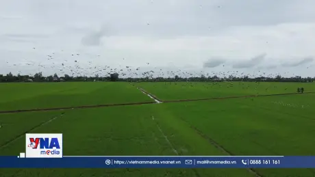 Xuất hiện đàn cò ốc quý hiếm tại Đồng Tháp