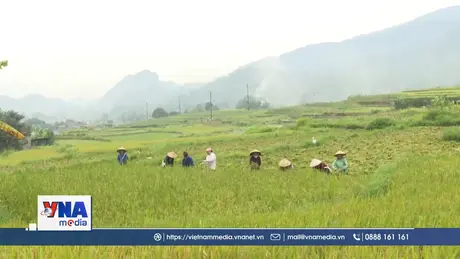 Tẻ nương Hà Giang, giống lúa thuần cho Mùa vàng bội thu