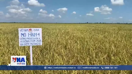Hợp tác lúa gạo Việt Nam-Cuba: Gieo mồ hôi, gặt mùa vàng