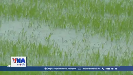 Quảng Bình khắc phục sản xuất vụ Hè Thu sau mưa lớn 