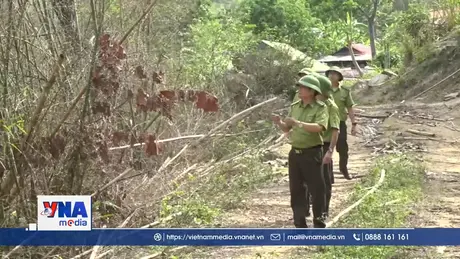 Nhiều diện tích nứa, vầu bị  khuy, chết khô tại Thanh Hoá