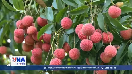Kết nối số – mở rộng thị trường tiêu thụ vải thiều Thanh Hà, Hải Dương