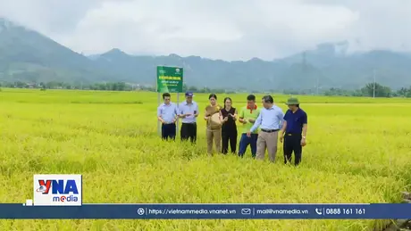 Hoàn thiện khung chính sách cho thị trường tín chỉ carbon