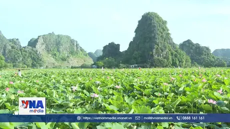 Hương sen miền di sản