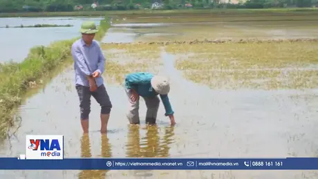 Nông dân Quảng Bình gặp khó khi gieo lại lúa vì ngập lũ