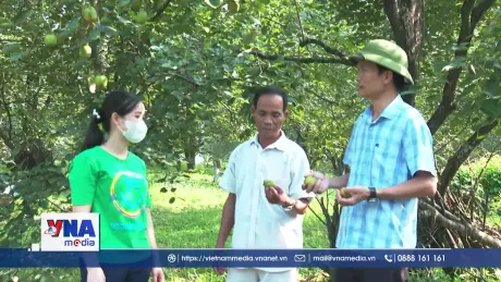 Hồng không hạt Gia Thanh góp phần giảm nghèo bền vững