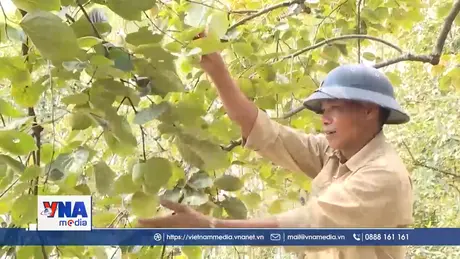 Phú Thọ nỗ lực giảm nghèo bền vững