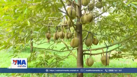 Sầu riêng bị thương lái bỏ cọc, rớt giá