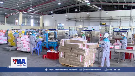 Sản xuất sữa bò ở Ba Vì bị ảnh hưởng do thông tin sai lệch