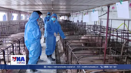 Ngành chăn nuôi loay hoay với bài toán tiêm phòng vaccine