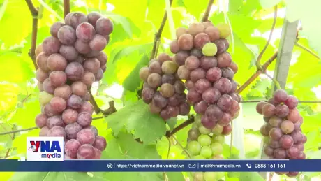 Hành trình khởi nghiệp của người phụ nữ vùng cao Hà Giang