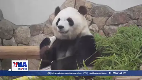 Nhật Bản tiễn 4 cá thể gấu trúc về Trung Quốc