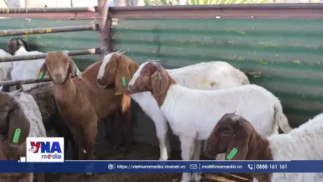 Đặc sắc chợ đấu giá gia súc, gia cầm ở Nam Phi