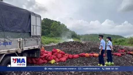 Bắt giữ gần 17 tấn ngao, hàu từ Móng Cái vào nội địa tiêu thụ
