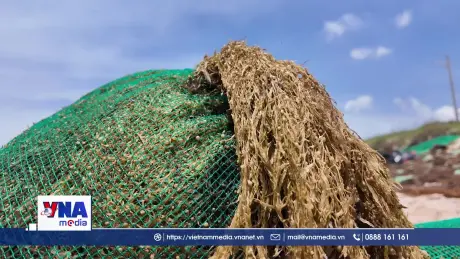  Ngư dân vùng biển Khánh Hòa được mùa khai thác rong mơ