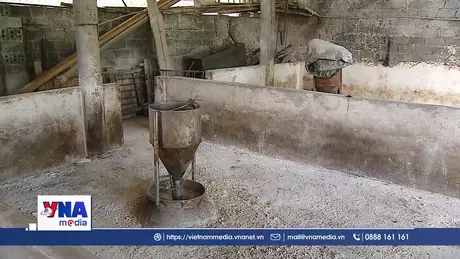 Nhiều nơi lại trắng chuồng vì dịch tả lợn châu Phi