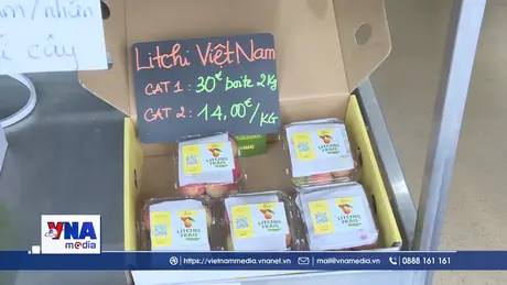 Vải thiều Việt hụt hơi trong cuộc đua vào thị trường EU