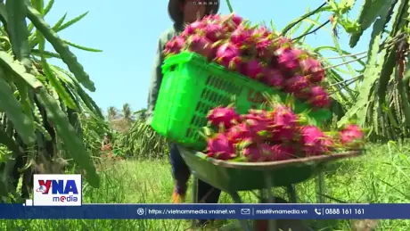 Nông sản Việt Nam nhận 27 cảnh báo vi phạm từ EU