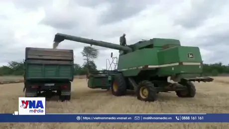 EU cắt giảm hạn ngạch nhập khẩu lúa mì và đường của Ukraine