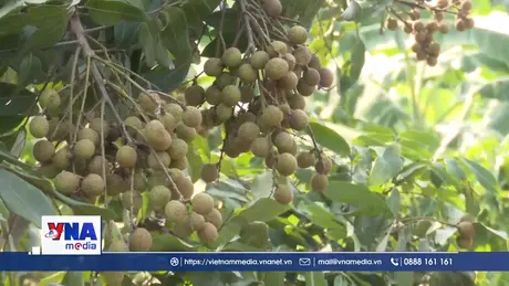 Thủ phủ nhãn lồng Hưng Yên chuẩn bị vào vụ thu hoạch