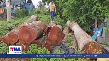 Làm rõ vụ chặt hàng loạt cây xanh trong trụ sở một xã ở Gia Lai