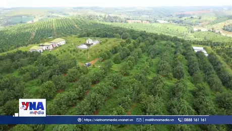 Vùng chuyên canh mắc ca ở xã vùng biên Lâm Đồng