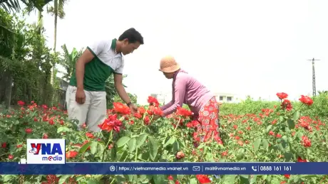 Hiệu quả từ mô hình trồng hoa hữu cơ