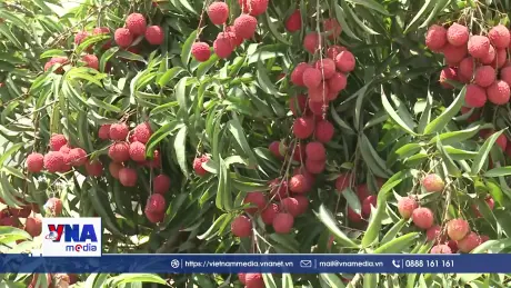Trồng vải thiều Việt Nam giữa sa mạc Israel