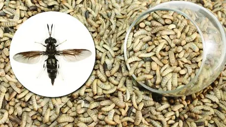 Larva Yum – tái sinh rác hữu cơ bằng ấu trùng