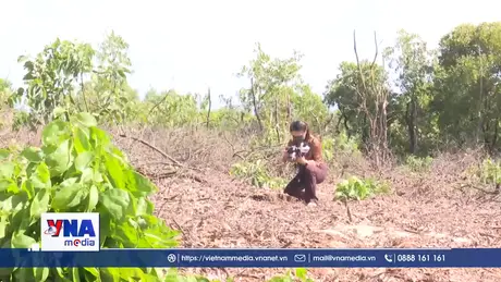 Điều tra, xử lý nghiêm khai thác trái phép rừng ven biển Huế