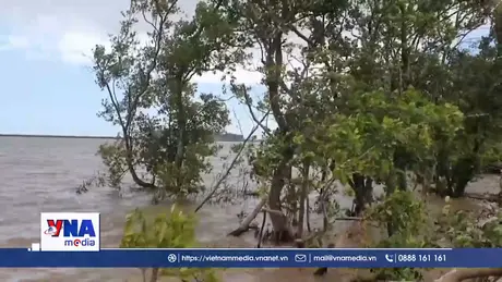 Cà Mau ứng phó với sạt lở, sụt lún